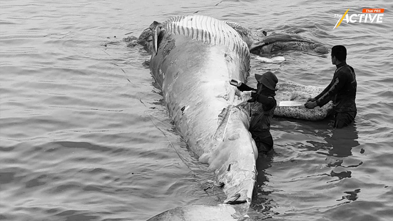‘วาฬบรูด้า – พะยูน’ เกยตื้น! สัญญาณเสี่ยง ภัยคุกคามทะเลไทย