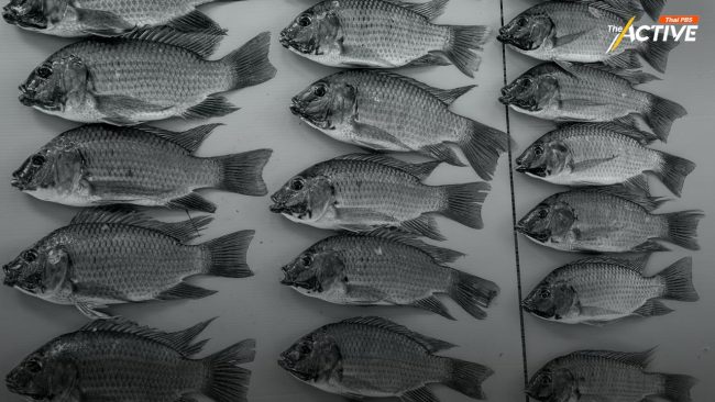 ศาลแพ่ง รับฟ้องคดีแบบกลุ่ม ปม ‘ปลาหมอคางดำ’ เรียกค่าเสียหาย CPF กว่า 2,500 ล้าน  