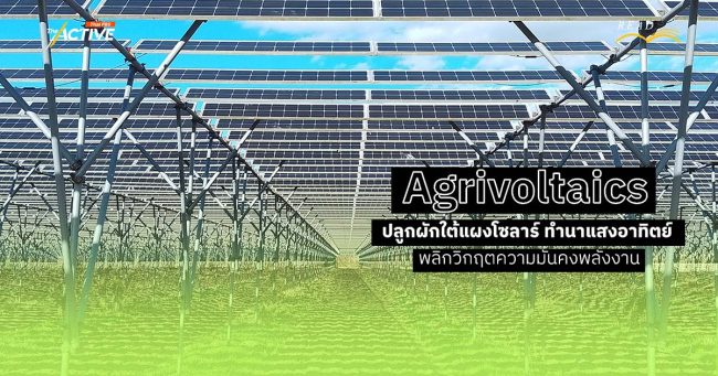 Agrivoltaics : ปลูกผักใต้แผงโซลาร์ ทำนาแสงอาทิตย์ พลิกวิกฤตความมั่นคงทางพลังงาน