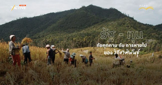 รัฐ - ทุน...ภัยคุกคาม กับ การหายไปของ 'วิถีชาติพันธุ์'