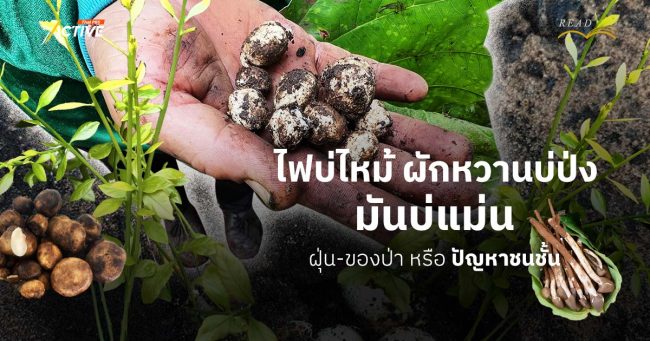 “ไฟบ่ไหม้ ผักหวานบ่ป่ง มันบ่แม่น”...ฝุ่น - ของป่า หรือ ปัญหาชนชั้น