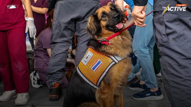 ทีม K9​ USAR ถอนกำลังค้นหาผู้สูญหายตึก สตง.ถล่ม ยันสุนัขทุกตัวปลอดภัย