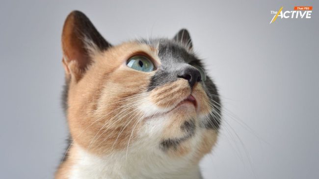 'ทาสแมว-หมา' ต้องรู้! กทม.คุมสัตว์เลี้ยง เจ้าของต้องพาน้องลงทะเบียนทุกตัว