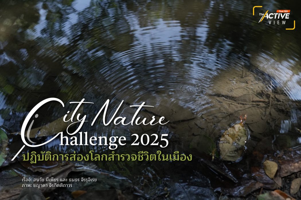 City Nature Challenge 2025 : ปฏิบัติการส่องโลก สำรวจชีวิตในเมือง