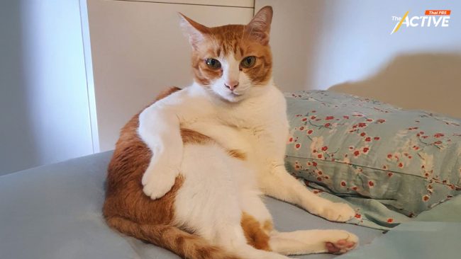 กทม. ตอบคำถาม 'ทาสหมา-แมว' ยัน ข้อบัญญัติควบคุมสัตว์ใหม่ ไม่มีผลย้อนหลัง