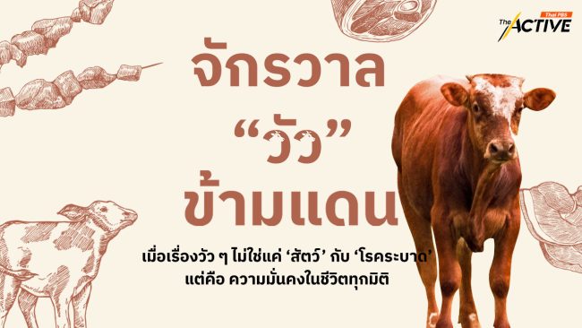 จักรวาล 'วัว' ข้ามแดน