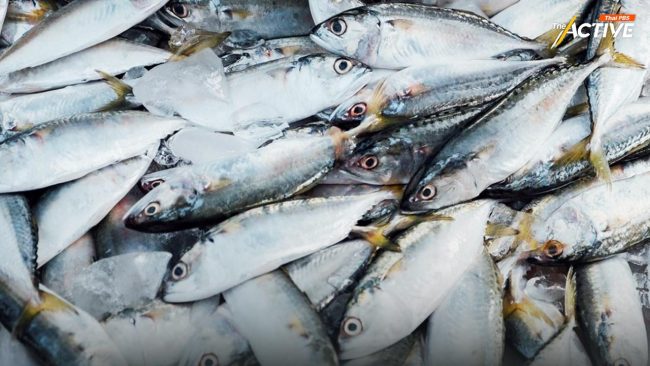 โต้ 'ประมงพาณิชย์' ย้ำ ปลาทูหมด เพราะใช้อวนล้อมจับสัตว์วัยอ่อนมากเกินไป