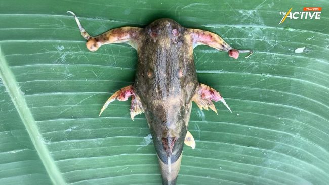 อาการประหลาด ปลาแม่น้ำกก แค่ 'ปรสิต' หรือส่งสัญญาณ ภัยเงียบจากสารหนู ?