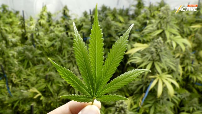 เครือข่ายเขียนอนาคตกัญชาฯ จี้ รัฐบาล เร่งคลอด พ.ร.บ.กัญชา