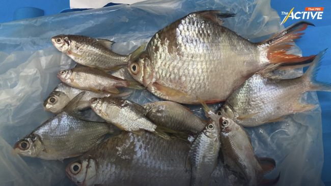 กรมประมงตรวจปลาปนเปื้อนแม่น้ำกก-สาย คุมเข้มความปลอดภัยอาหาร