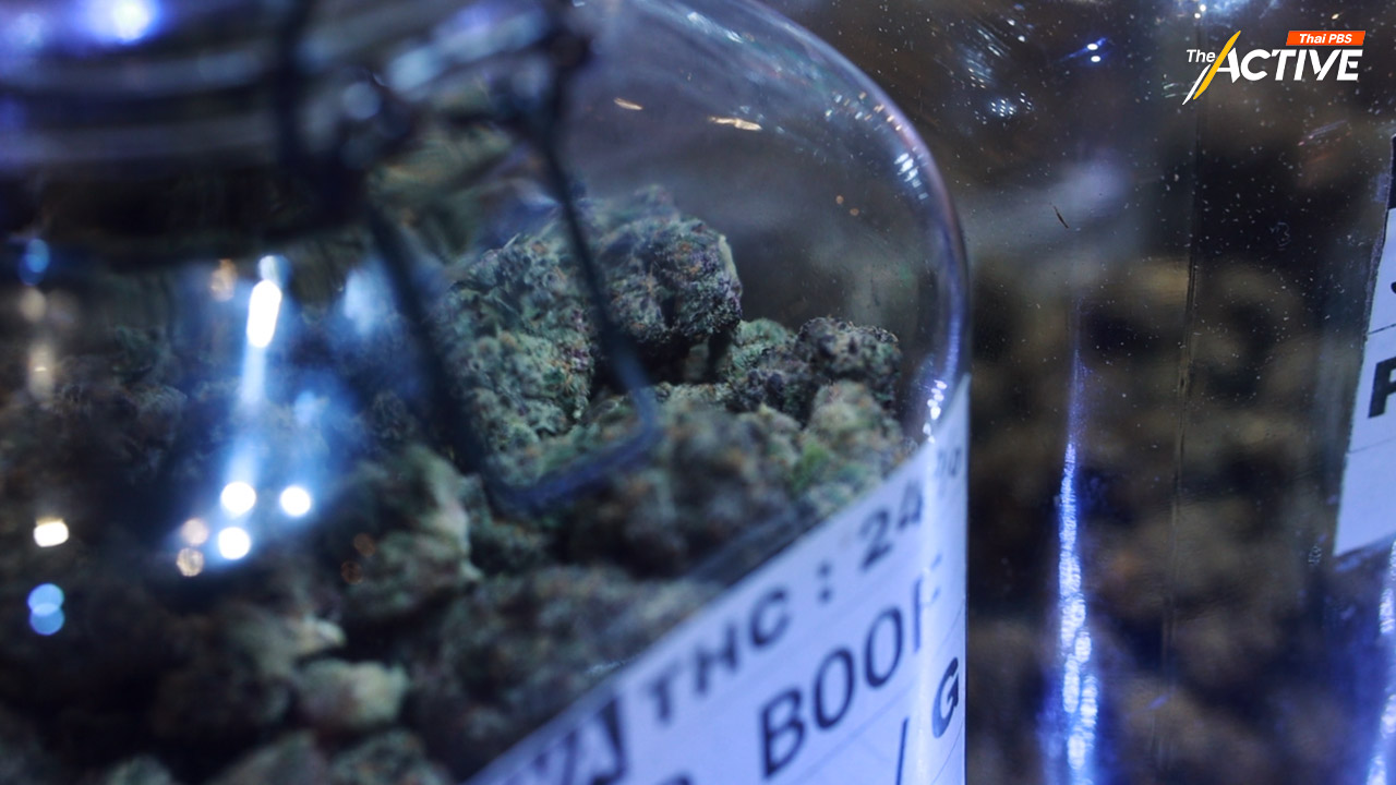 กังวล คุม ‘ช่อดอกกัญชา’ ไม่ตอบโจทย์ปัญหา เสี่ยงเปิดช่องจ่ายใต้โต๊ะ
