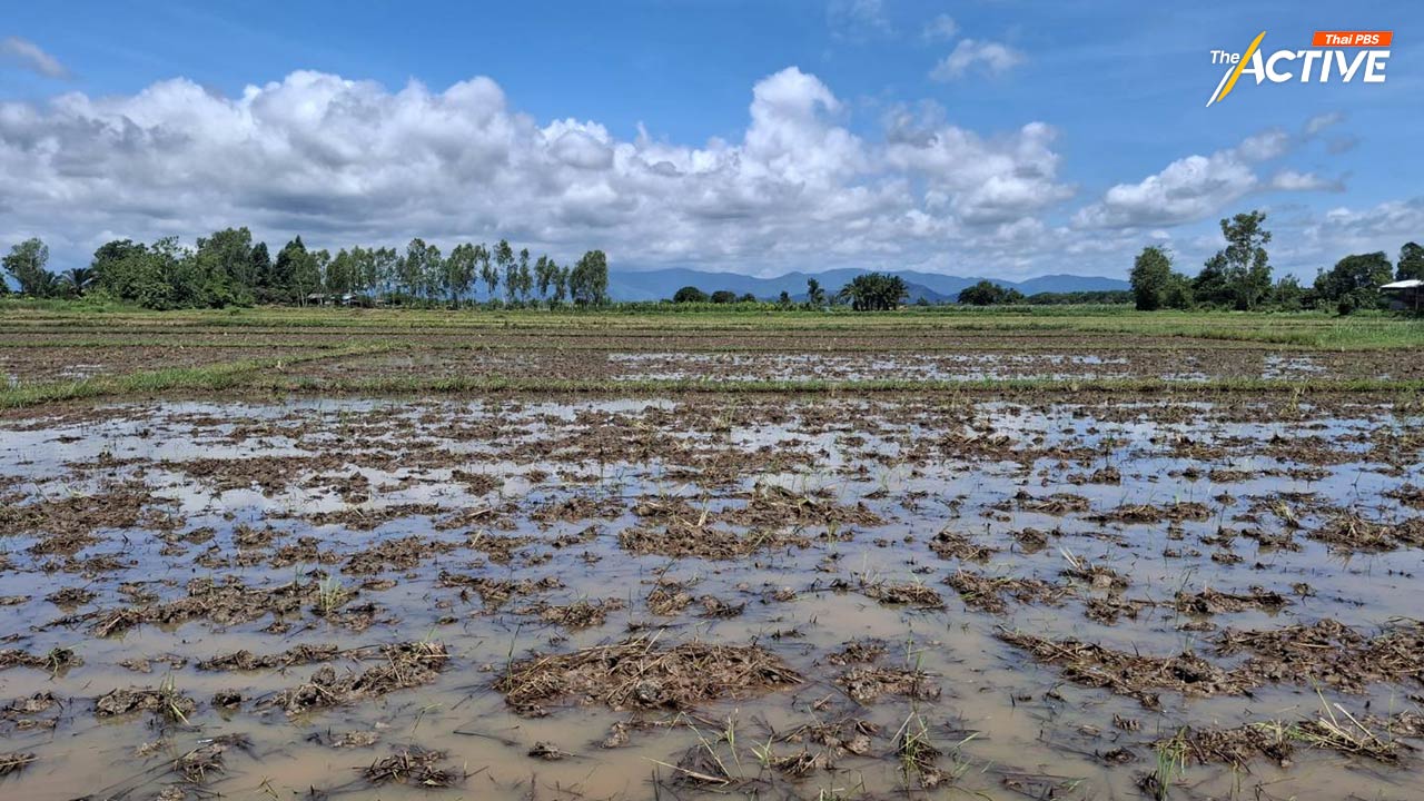 ชาวนาเชียงราย ขอรัฐเคลียร์ให้ชัด ใช้ ‘น้ำกก’ ทำนาได้หรือไม่ ?