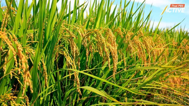 ข้าวยั่งยืน ทางรอดข้าวไทย? ลดต้นทุน เพิ่มกำไร ลดก๊าซเรือนกระจก