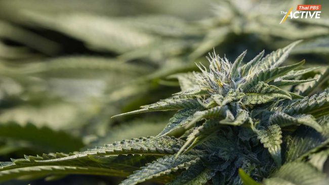 เครือข่ายกัญชาฯ จี้ดัน พ.ร.บ.กัญชา - แก้ประกาศ สธ.ให้เกิดความเป็นธรรมทุกฝ่าย