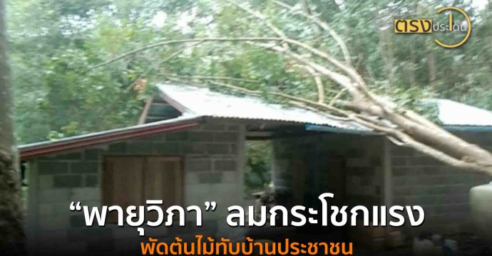 “พายุวิภา” ลมกระโชกแรงพัดต้นไม้ทับบ้านประชาชน
