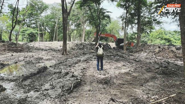 สภาผู้บริโภค เชิญ 'ชัชชาติ-ผอ.พุทธมลฑล' แจงปมถมดินทำต้นไม้ตาย 23 ก.ค.นี้