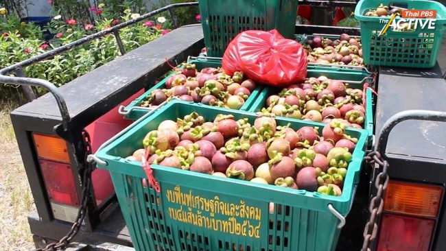 ชาวสวนมังคุด นครฯ ทุกข์หนัก! ราคารับซื้อหน้าสวน ต่ำสุดรอบ 10 ปี 