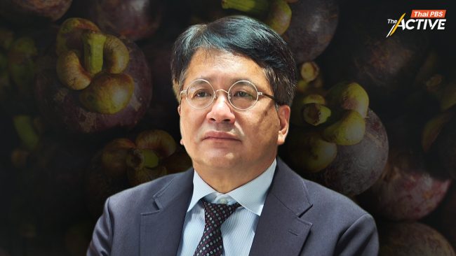 ชี้รัฐขาดแผนรับมือล่วงหน้า ปัญหาราคา 'มังคุดใต้' หน้าสวนตกต่ำ