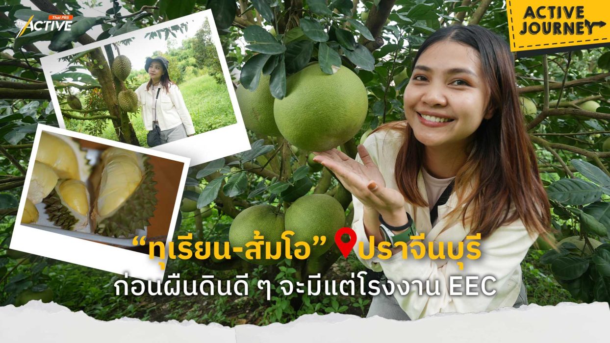 “ทุเรียน-ส้มโอ” @ปราจีนบุรี ก่อนผืนดินดี ๆ จะมีแต่โรงงาน EEC