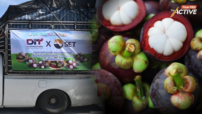 “ไทยทำ ไทยช่วย” พาณิชย์ ปล่อยคาราวานมังคุดใต้ กระจายผลผลิต แก้ปัญหาราคาตก