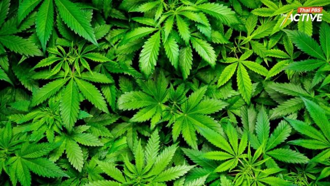 หวัง 'กัญชา' ไม่ถูกมองด้านลบ หาก 'อนุทิน' นั่งนายกฯ - กรมแพทย์แผนไทยฯ ย้ำกรอบใช้ทางการแพทย์