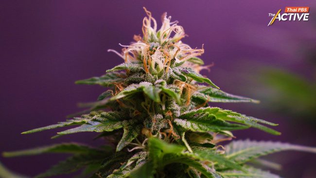 “สมศักดิ์” ชี้รอรัฐบาลใหม่กำหนดทิศทางกัญชา