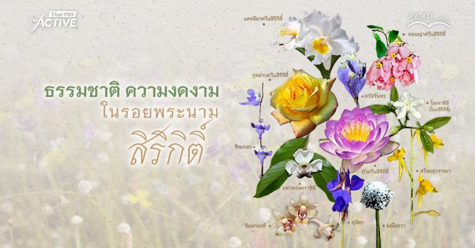 ธรรมชาติ ความงาม ในรอยพระนาม ‘สิริกิติ์’