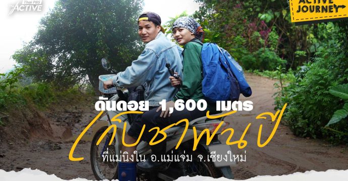 ดันดอย 1,600 เมตร เก็บชาพันปี ที่แม่นิงใน อ.แม่แจ่ม จ.เชียงใหม่