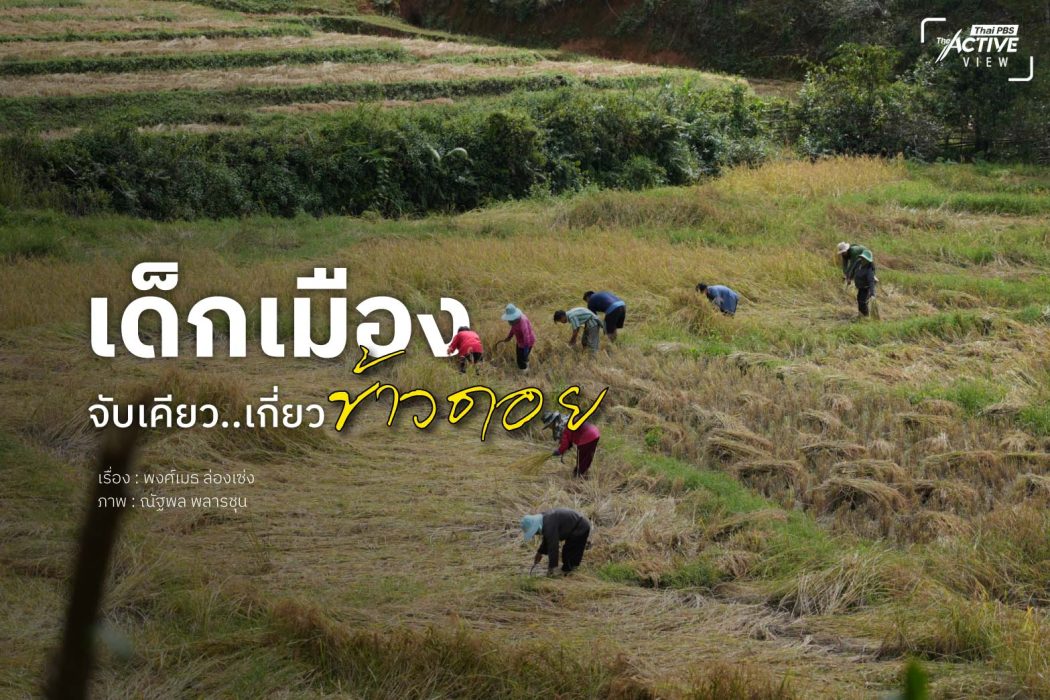 เด็กเมือง...จับเคียว เกี่ยว 