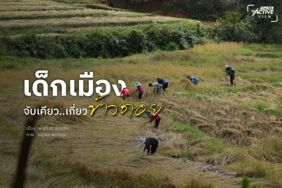 เด็กเมือง...จับเคียว เกี่ยว 