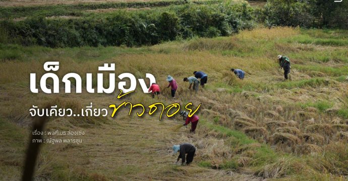 เด็กเมือง…จับเคียว เกี่ยว “ข้าวดอย”