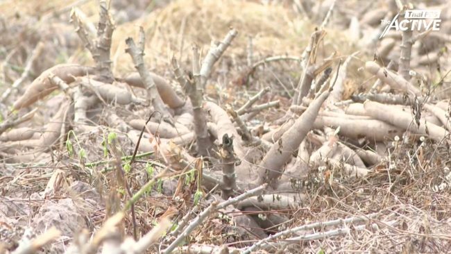 ยอมปล่อย 'มันสำปะหลัง' เน่าคาไร่ ชะตากรรมที่เลือกไม่ได้ของคนชายแดน