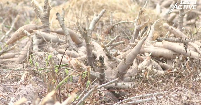 ยอมปล่อย ‘มันสำปะหลัง’ เน่าคาไร่ ชะตากรรมที่เลือกไม่ได้ของคนชายแดน