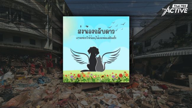 'ส่งน้องกลับดาว' อาสาฯ จัดการสัตว์เลี้ยงตายจากน้ำท่วม เยียวยาใจเจ้าของผู้สูญเสีย