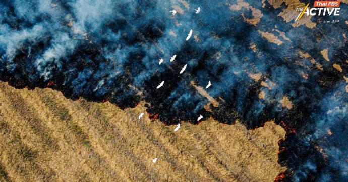 แก้ฝุ่นข้ามจังหวัด นครนายก – กทม. ดันใช้เทคโนโลยี หนุน “เกษตรกรไม่เผา”  
