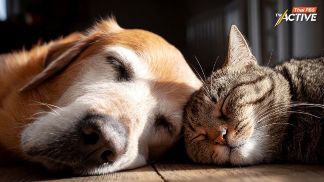 เสนอชะลออีกปี! ข้อบัญญัติคุมเลี้ยง 'สุนัข-แมว' กทม. ขอปรับปรุงบริการ สื่อสารให้ชัดเจน