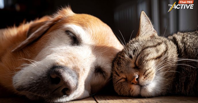 เสนอชะลออีกปี! ข้อบัญญัติคุมเลี้ยง ‘สุนัข-แมว’ กทม. ขอปรับปรุงบริการ สื่อสารให้ชัดเจน