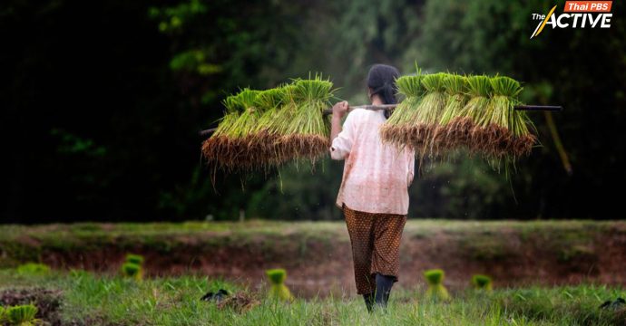 นักวิชาการ TDRI ชำแหละนโยบายเกษตรพรรคการเมือง