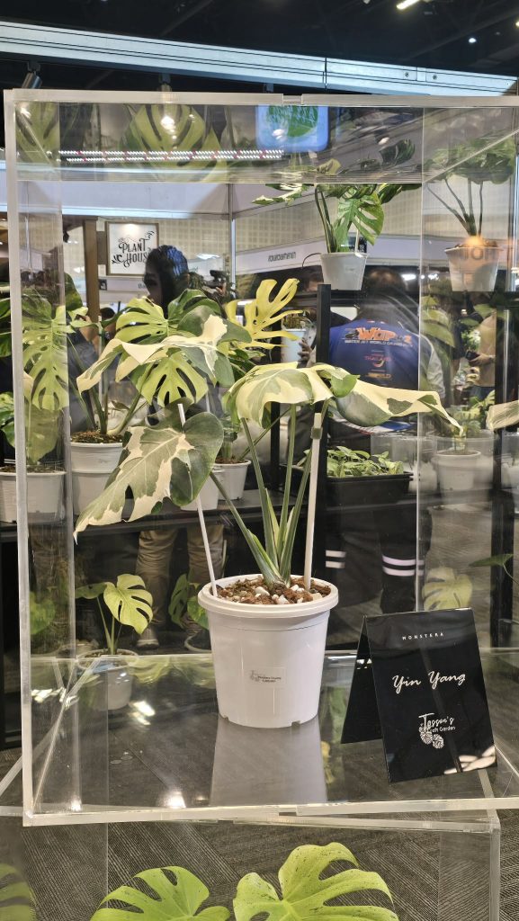 ไม้แปลก