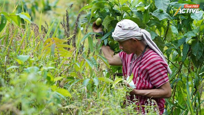 สกน.ย้ำ หยุด! นโยบายปิดป่า-ห้ามเผาเหมาเข่ง เหตุตัดแนวร่วมชุมชนป้องกันไฟป่า ซ้ำเติมวิกฤตกระทบความมั่นคงอาหาร