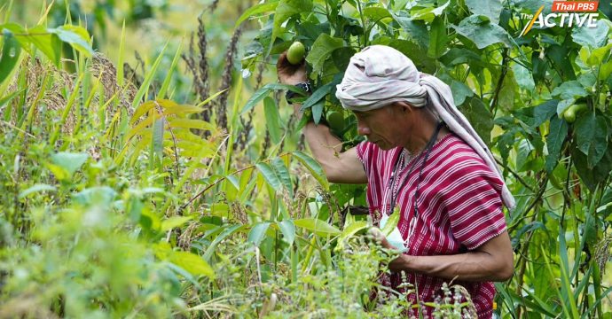สกน.ย้ำ หยุด! นโยบายปิดป่า-ห้ามเผาเหมาเข่ง เหตุตัดแนวร่วมชุมชนป้องกันไฟป่า ซ้ำเติมวิกฤตกระทบความมั่นคงอาหาร