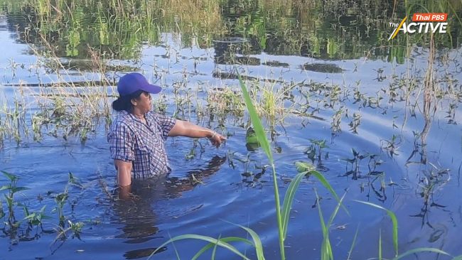 เปิดใจ ชาวบ้านบางบาล ล่าชื่อถวายฎีกา! หลังทนทุกข์เป็นพื้นที่รับน้ำซ้ำซาก กลายเป็น 