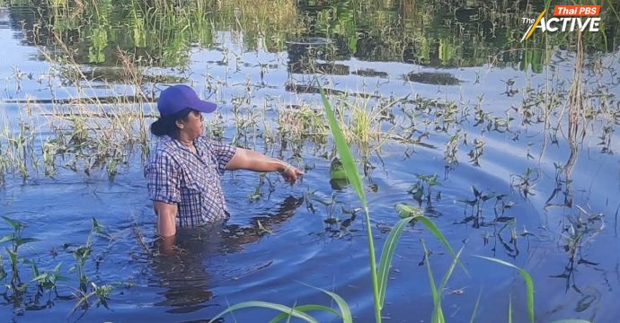 เปิดใจ ชาวบ้านบางบาล ล่าชื่อถวายฎีกา! หลังทนทุกข์เป็นพื้นที่รับน้ำซ้ำซาก กลายเป็น “ผู้เสียสละที่ถูกลืม”