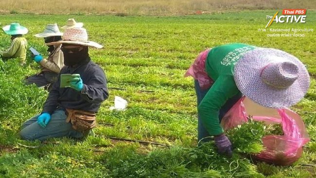 ผ่าทางตัน 'เกษตรกรไทย' ทำไม ? ยอมเสี่ยงตายแลกเงินในพื้นที่ขัดแย้งตะวันออกกลาง