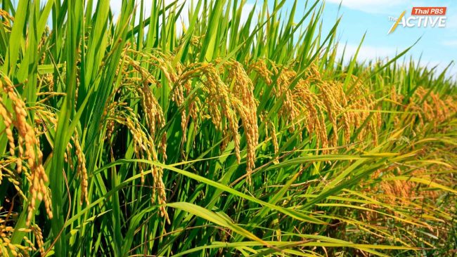 วิกฤตภาวะสงครามตะวันออกกลาง กระทบ 5 พืชเศรษฐกิจ 