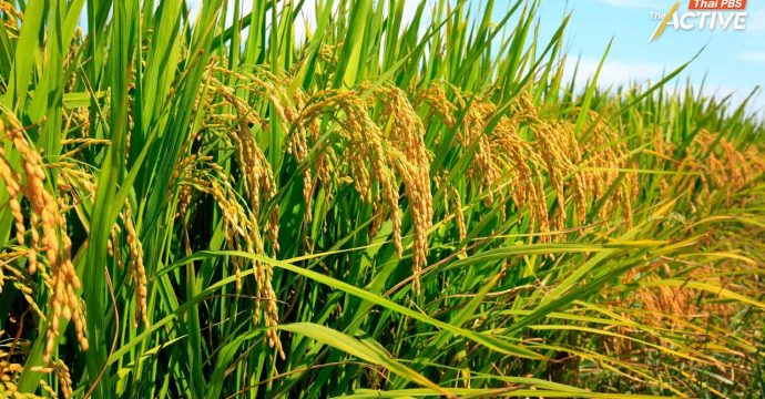 วิกฤตภาวะสงครามตะวันออกกลาง กระทบ 5 พืชเศรษฐกิจ “ข้าว” เสี่ยงเจ็บหนักสุด