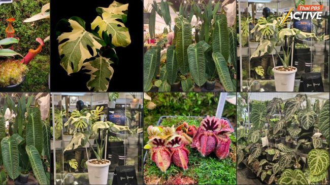 โอกาสทองเกษตรกรไทย! ดัน 