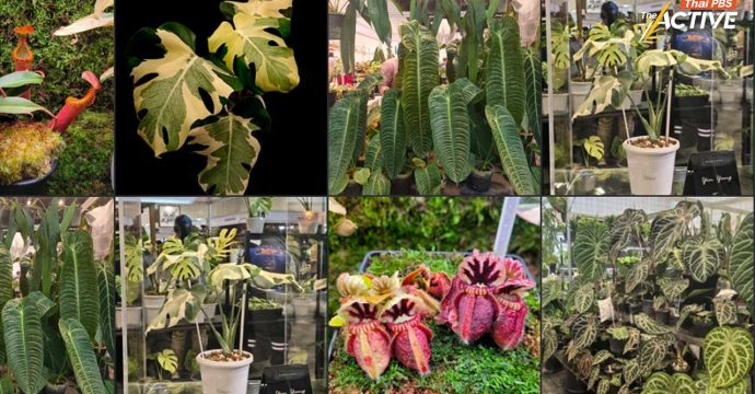 โอกาสทองเกษตรกรไทย! ดัน “ไม้แปลก-ไม้หายาก” สู่สินค้ามูลค่าสูงระดับโลก