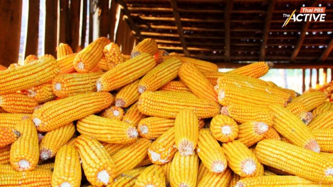 ชี้ อุตสาหกรรมอาหารสัตว์ ตัวการใหญ่ใต้ “โครงสร้าง” ปัญหาฝุ่นพิษ 