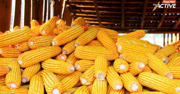 ชี้ อุตสาหกรรมอาหารสัตว์ ตัวการใหญ่ใต้ “โครงสร้าง” ปัญหาฝุ่นพิษ 